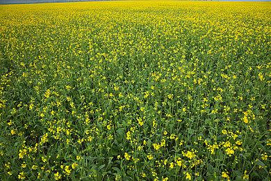 《消逝的光芒2》IGN 7分：bug太多、主线剧情可遗忘